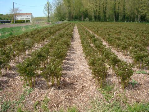 Utilisation de BRF sur des champs de pivoines (Photo : CEN Poitou-Charentes) 