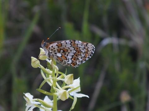 Platanthère à fleurs vertes