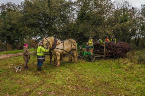 Exportation des produits de coupe par traction animale (crédit photo : A. Orseau, LPO 2016)