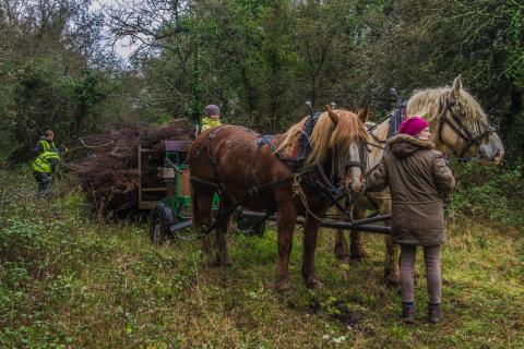 Exportation des produits de coupe par traction animale (crédit photo : A. Orseau, LPO 2016)