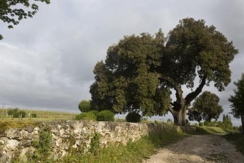 L'Yeuse de françois 1er élu "arbre de l'année 2014"