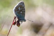 Argus bleu céleste (photo : Michel Letournel)